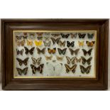 20th century cased display of mounted tropical butterflies, 81cm x 54cm
