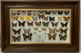 20th century cased display of mounted tropical butterflies, 81cm x 54cm