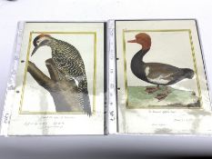 After Francois Nicolas Martinet (1731-c1804) Studies of Oriental Birds, pair of hand coloured plates