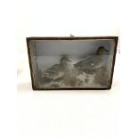 Victorian cased taxidermy study of two mallards, L61cm, H39cm