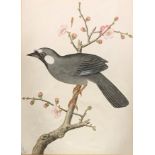 19th century watercolour of a Magpie on a flowering Prunus, probably Chinese or Indian 30cm x 22cm