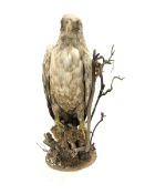 Taxidermy: Sea Eagle, mounted on branch base, H68cm
