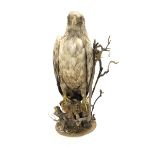 Taxidermy: Sea Eagle, mounted on branch base, H68cm