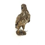 Taxidermy: Large Golden Eagle, mounted on naturalistic branch work base, H81cm