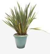 Substantial potted Yucca garden plant, H160cm (Approx.)