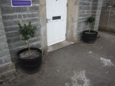 2 x plastic plant pots with holly tree. Located at 6th form premisesPlease note: This lot, for VAT