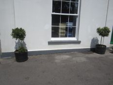 2 x bay leaf trees. Located Meare