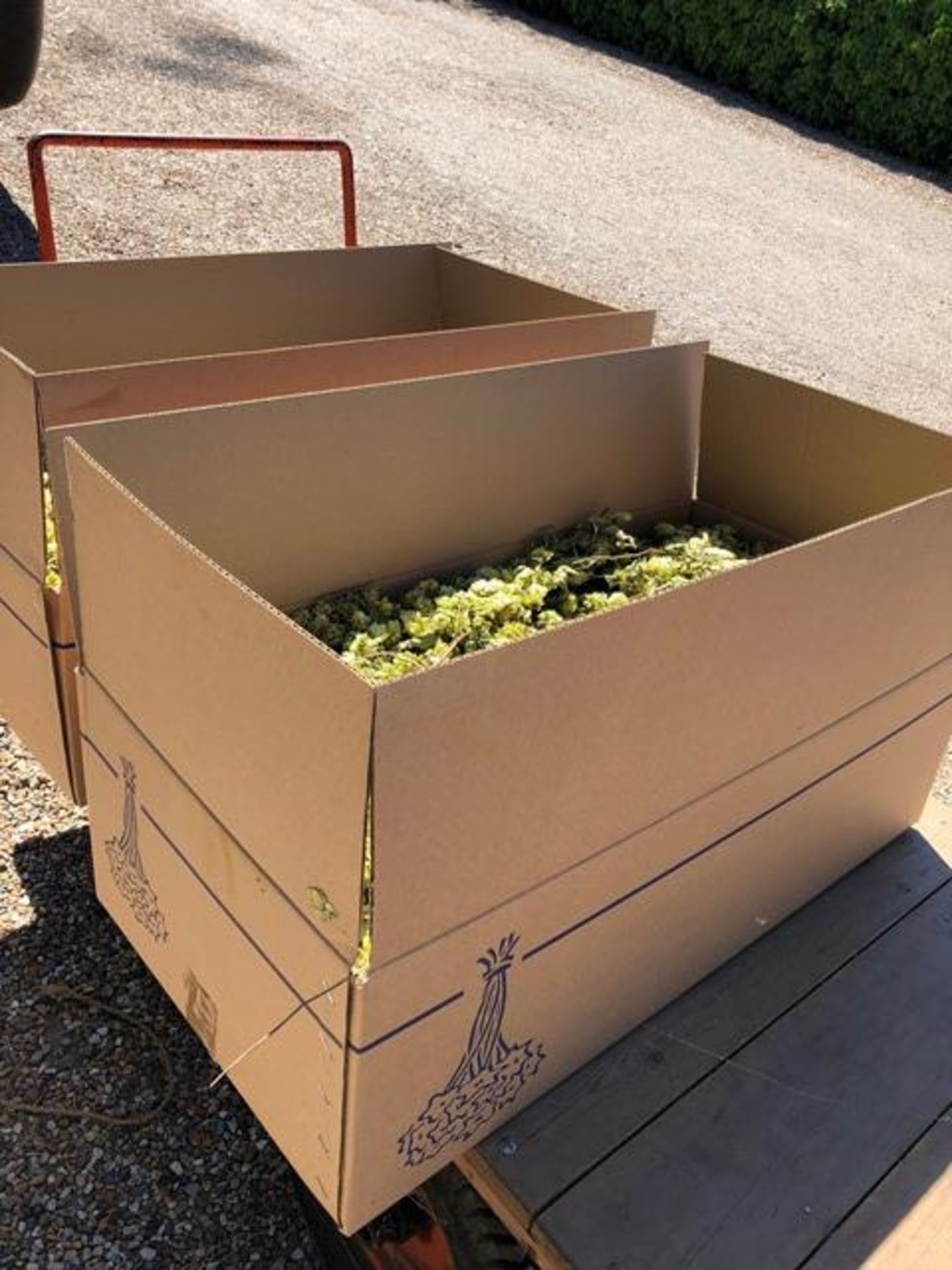 Two Boxes of The Hop Shop Dried Hop Bines (Wye Challenger RFI) Unused in original Boxes - Image 3 of 3