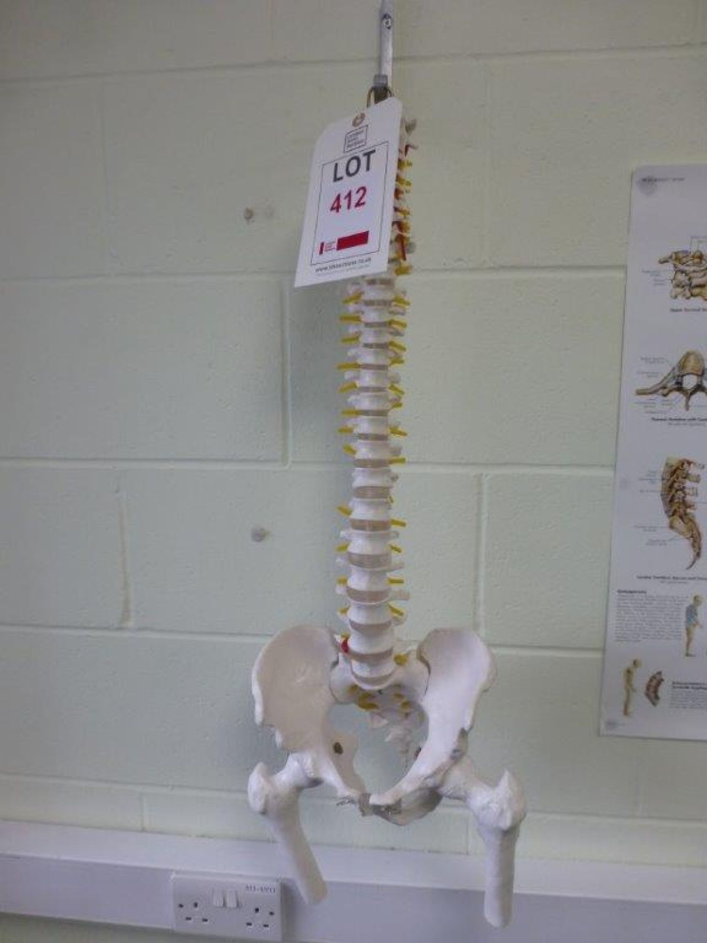 Spinal column teaching aid with information poster