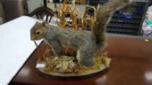 A Taxidermy of a Grey Squirrel on wooden plinth