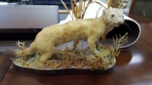 A Taxidermy of a Weasel Stoat (?) on wooden plinth