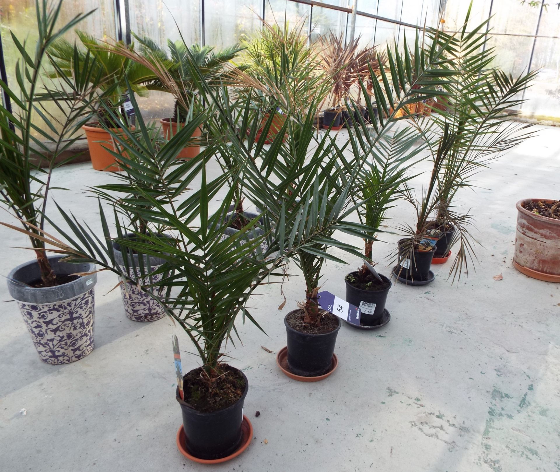 Five Small Canariensis Plants in Plastic Pots - Image 2 of 2