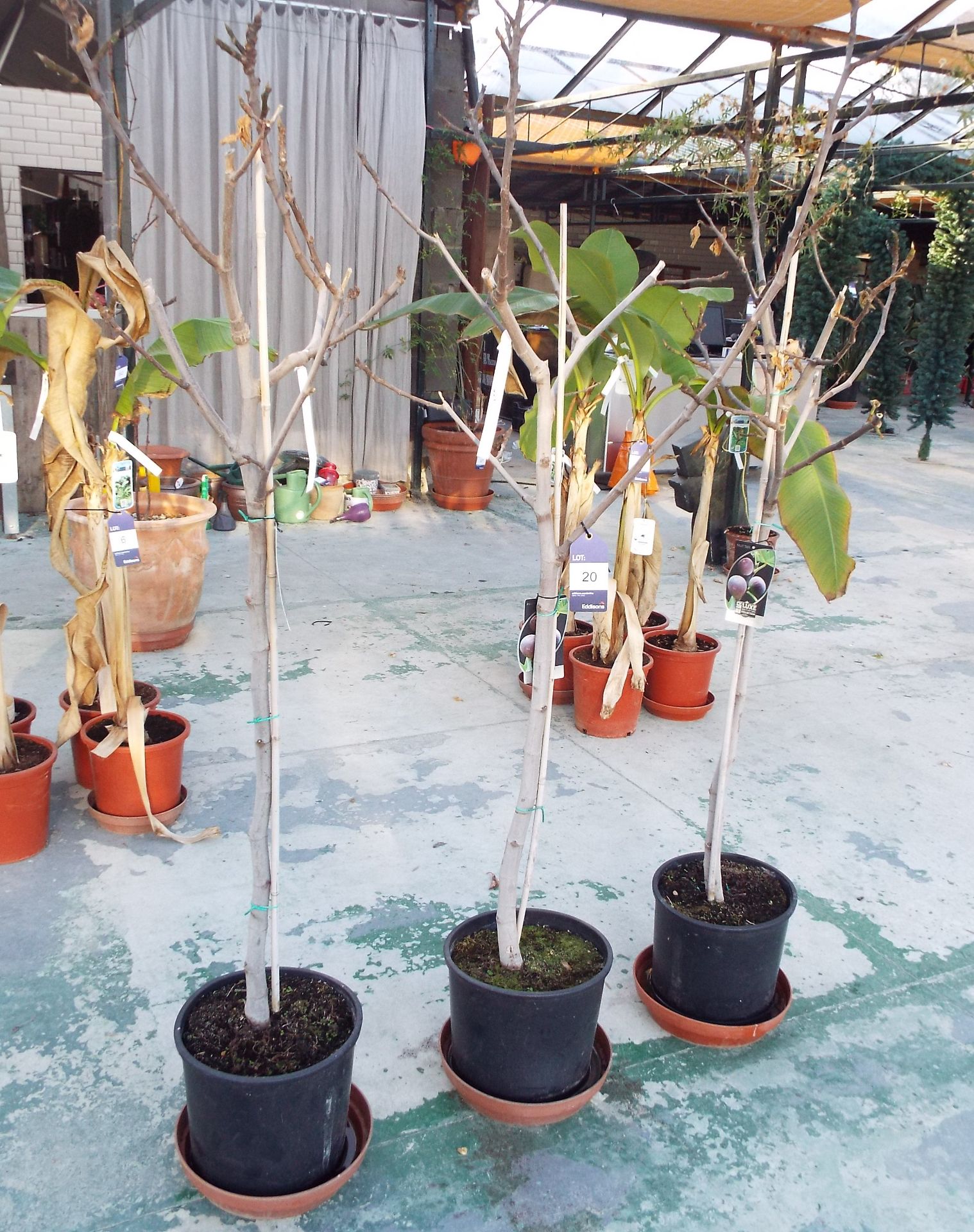 Three Potted Fig Fruit Trees - Image 2 of 3