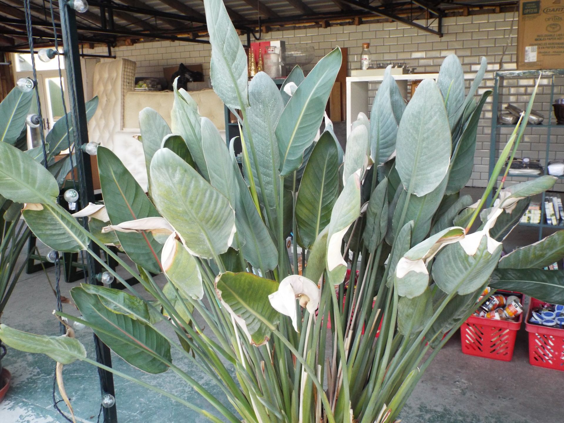 Large Bird of Paradise flower potted plant rrp. £225.00 - Image 2 of 2