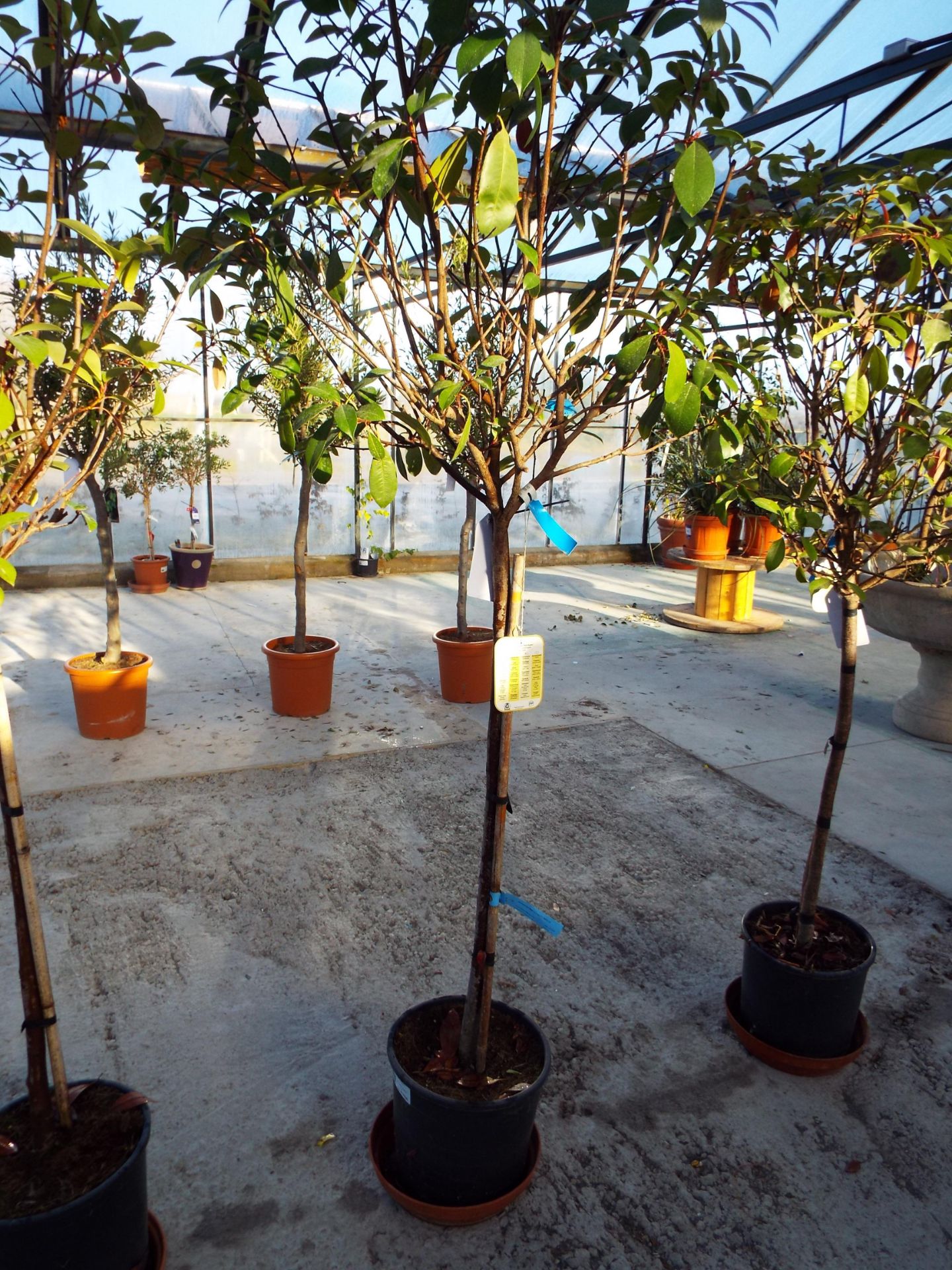 Potted Photinia Serrulata Red Robin Flowering Tree