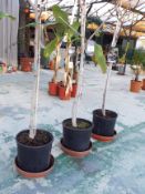 Three Potted Fig Fruit Trees