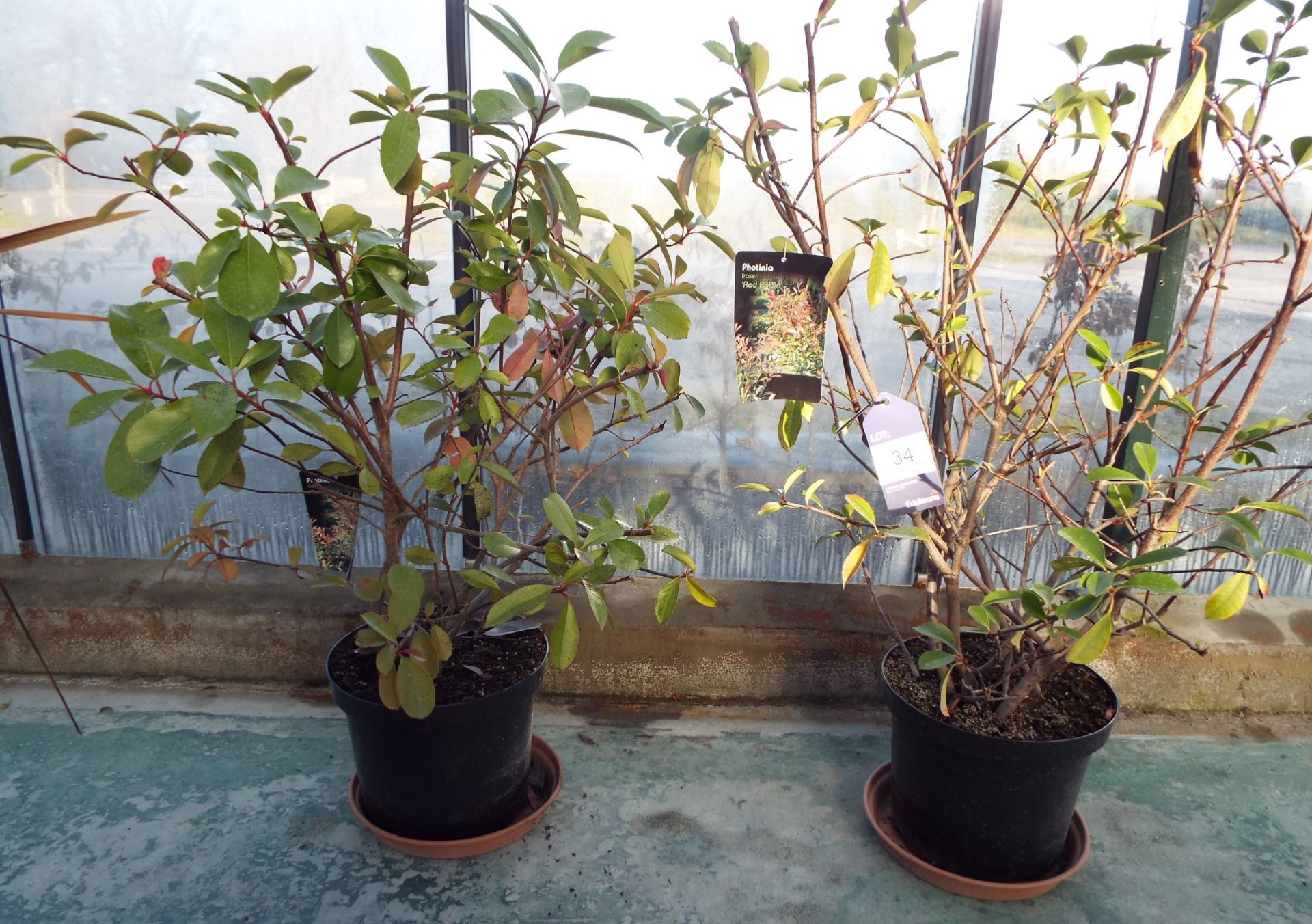 Two Small Photinia Fraseri Red Robin Shrubs