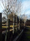 2 Various Silver Birch Trees approx. Height 4 Meter (Buyer to dig up to remove)