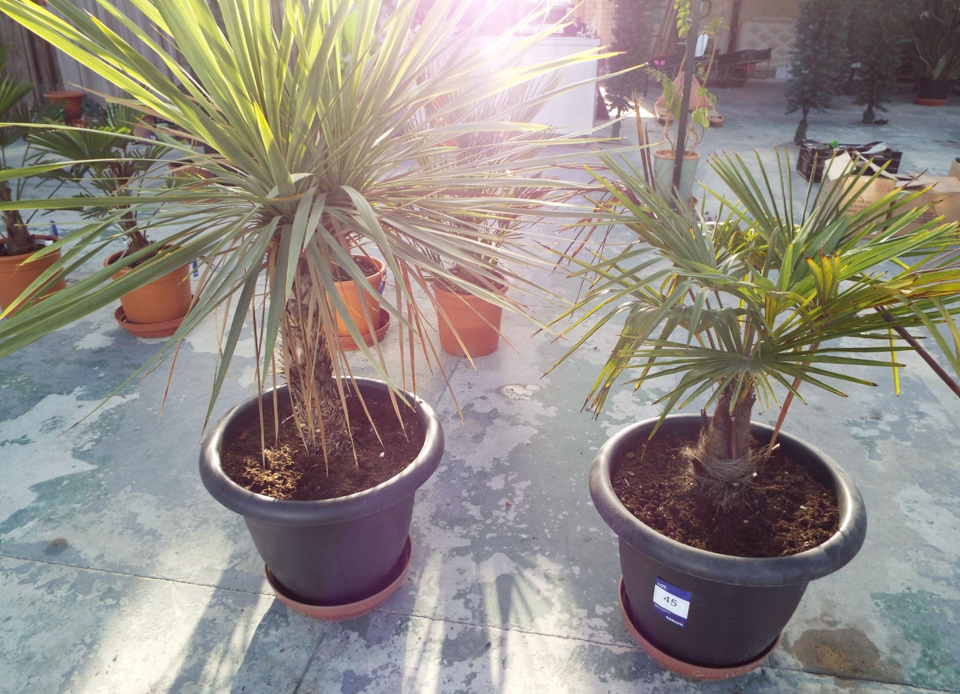 Two Large “Palm Like” Plants in Black Plastic Pots