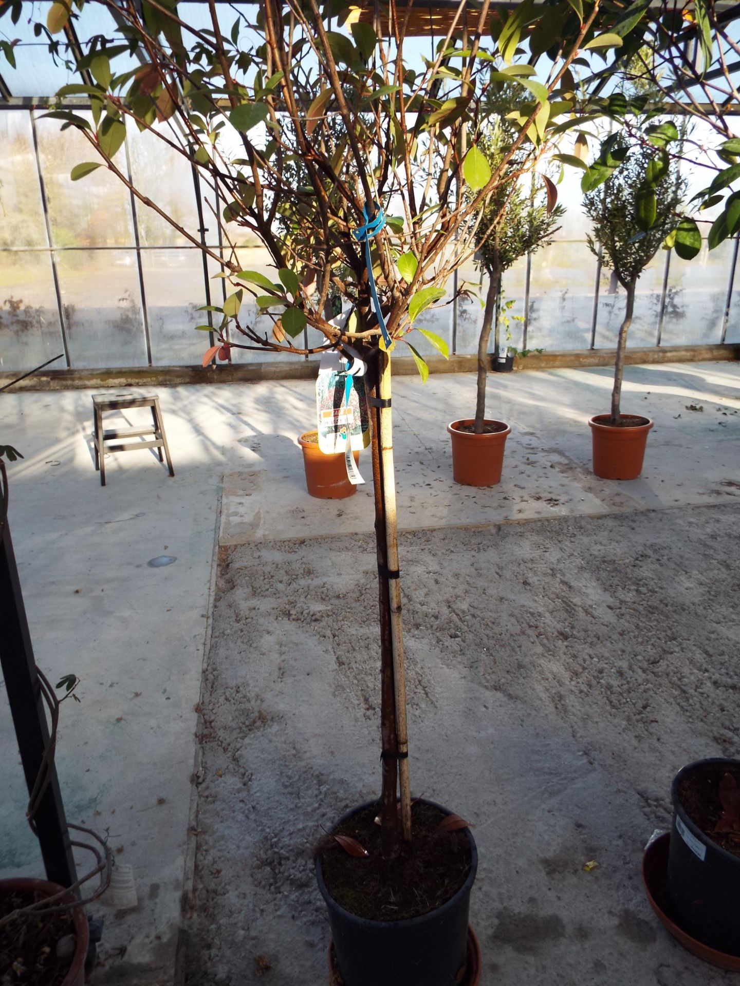 Potted Photinia Serrulata Red Robin Flowering Tree - Image 2 of 2