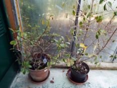 Aphotinia Fraseri Red Robin Shrub and a Viburnum Shrub