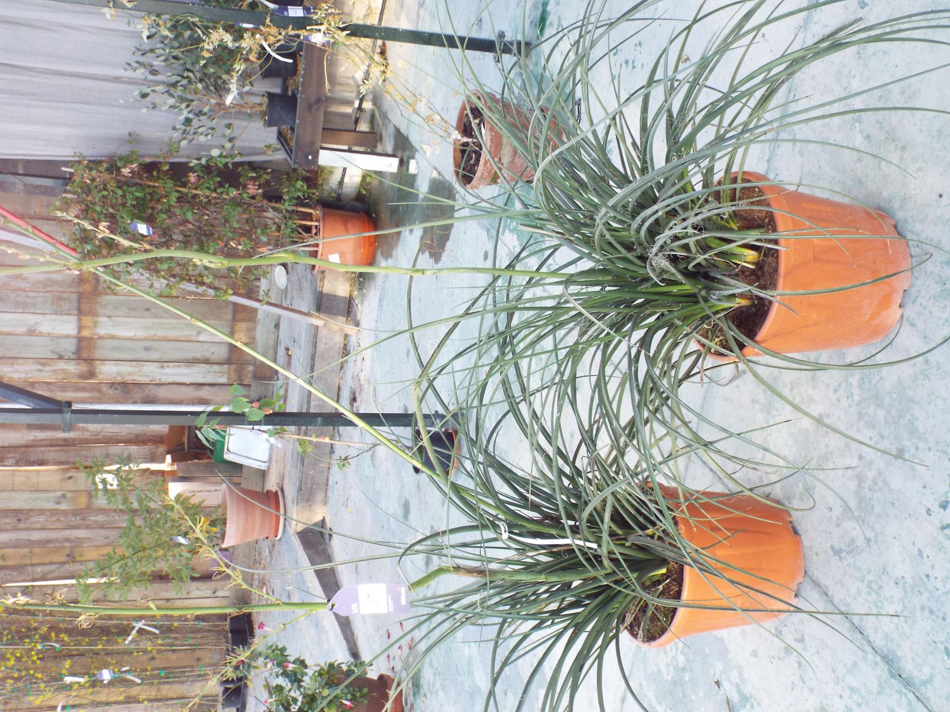 Two Hesperalog Parviflora Plants rrp. £95.00 each - Image 3 of 3