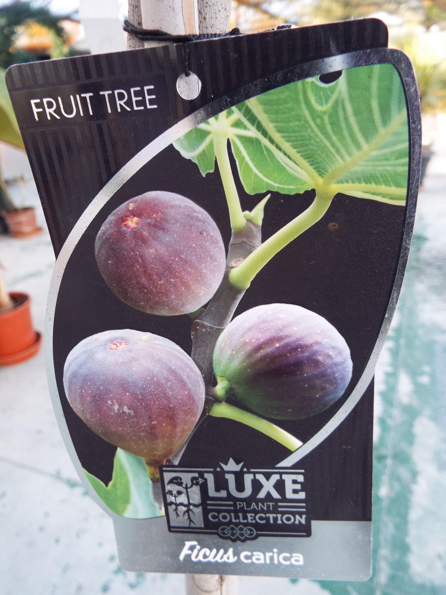 Three Potted Fig Fruit Trees - Image 3 of 3