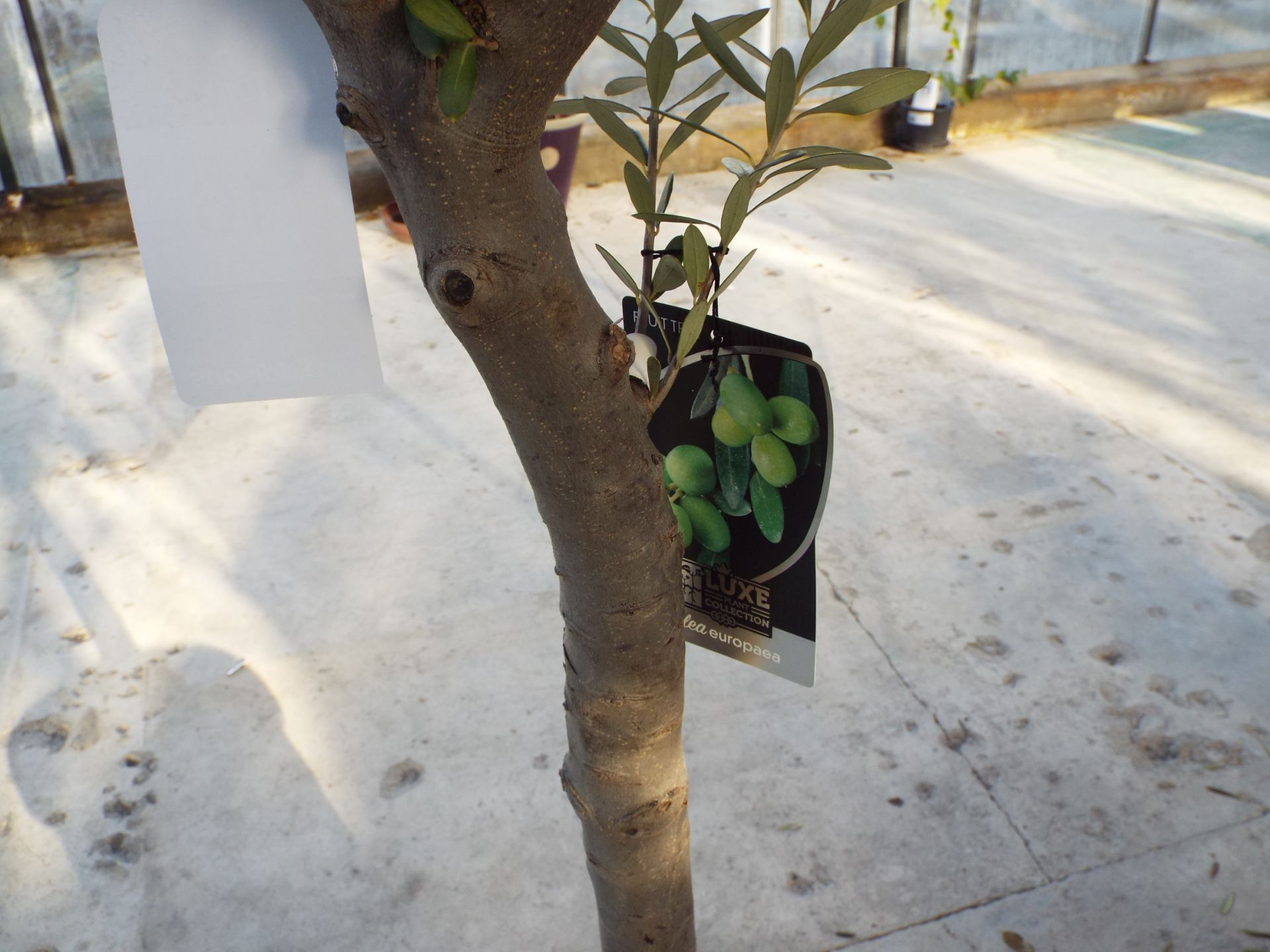 Medium Potted Olive Tree rrp. £95 - Image 2 of 2