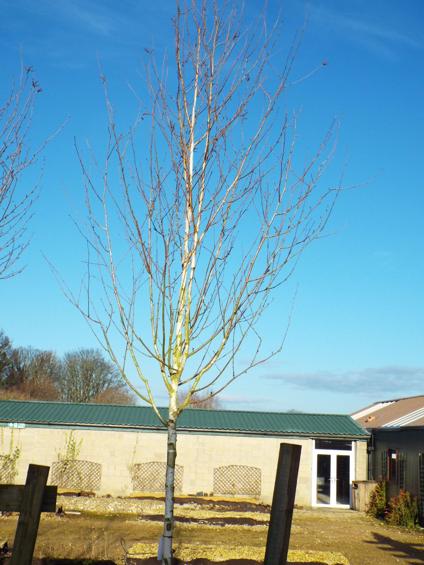 2 Various Silver Birch Trees approx. Height 4 Meter (Buyer to dig up to remove) - Image 2 of 3