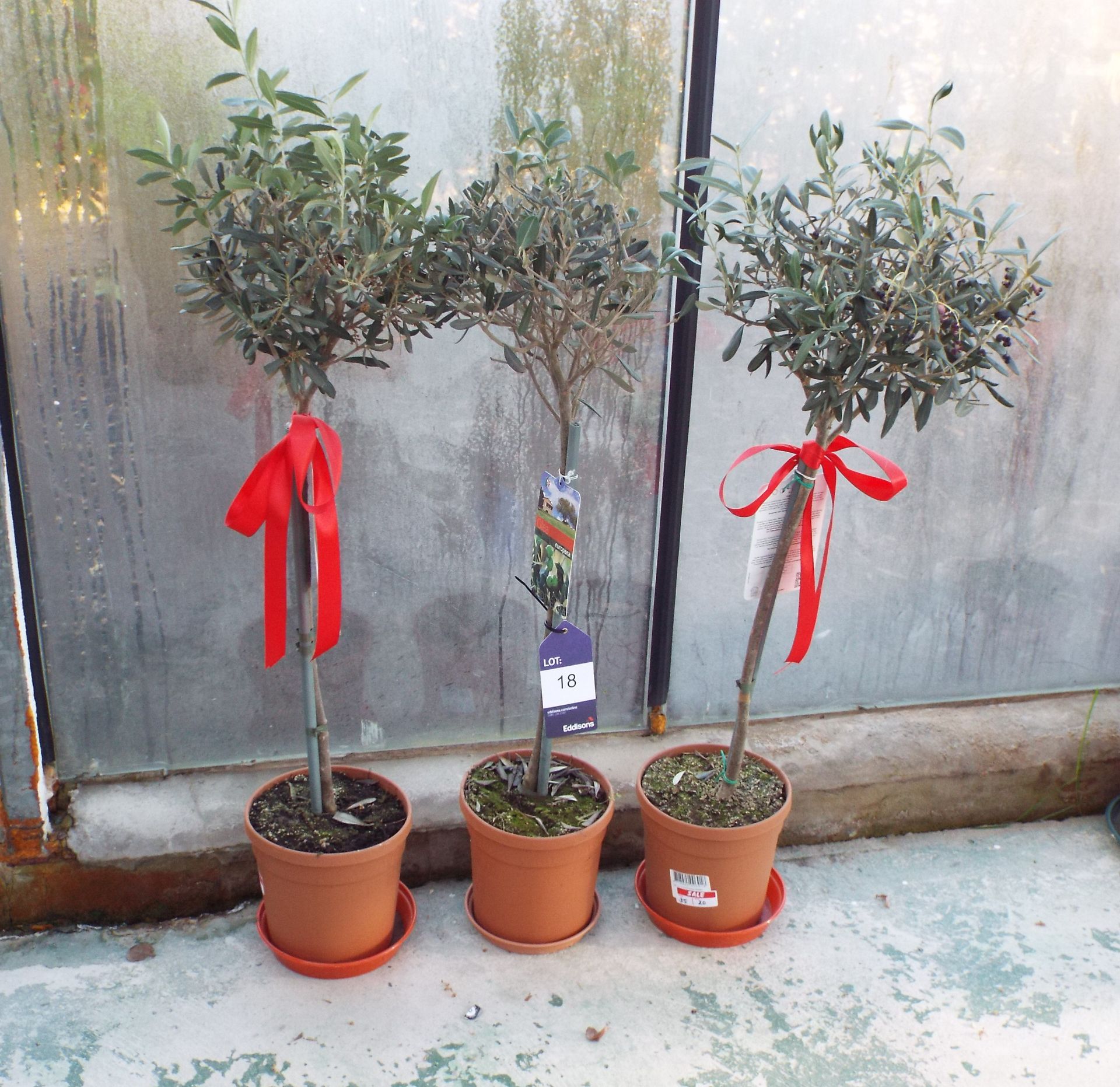 Three Small Potted Olive Trees