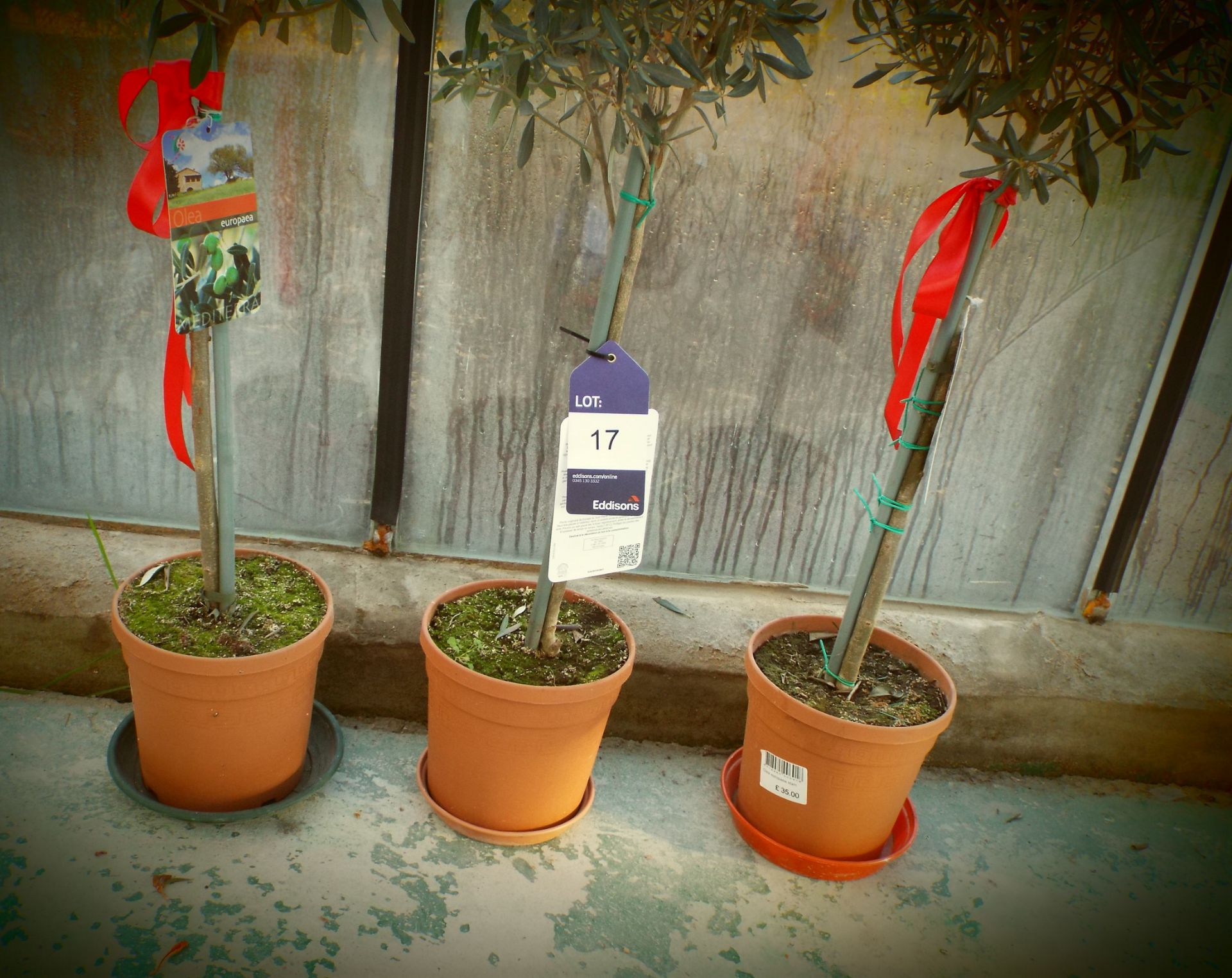 Three Small Potted Olive Trees - Image 2 of 2