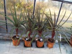 Four Cordyline Palm Plant in Plastic Pots