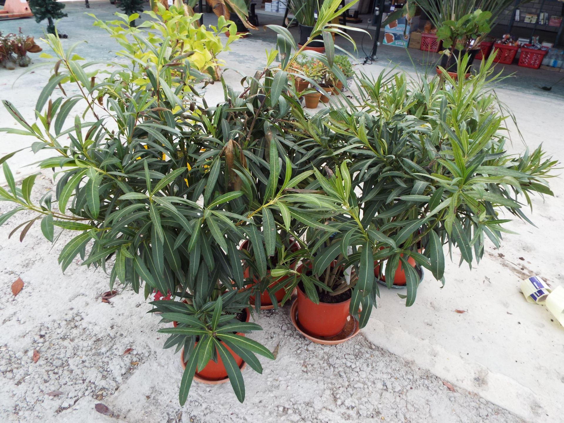 5 Various Potted Plants - Image 2 of 2