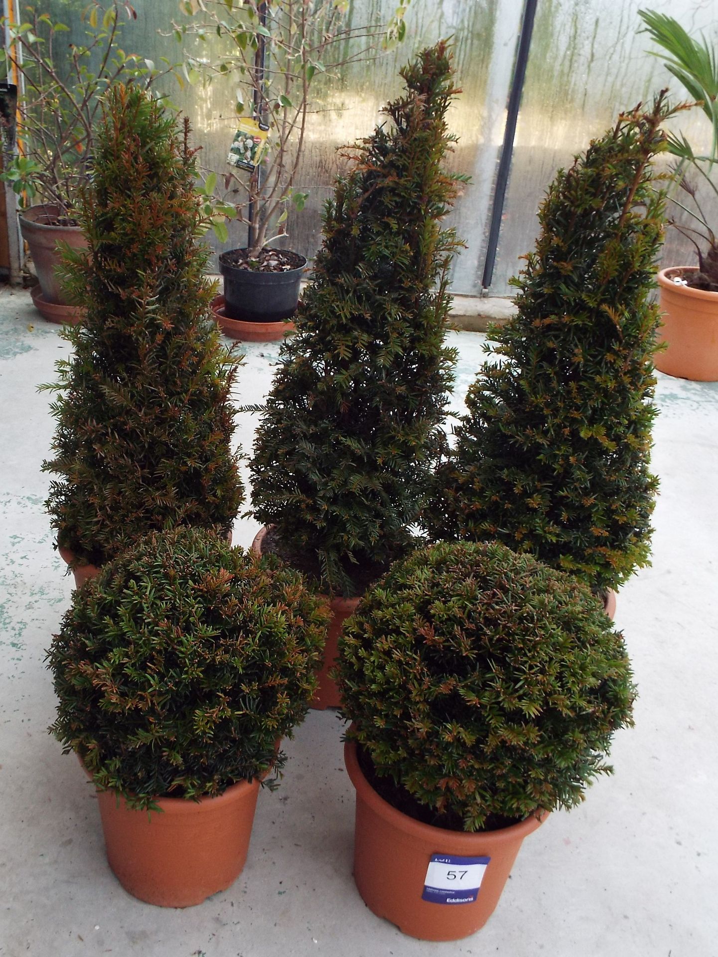 2 Various Topiary Buxus Balls in Plastic Pots and 3 Topiary Conical Bustles in Plastic Pots