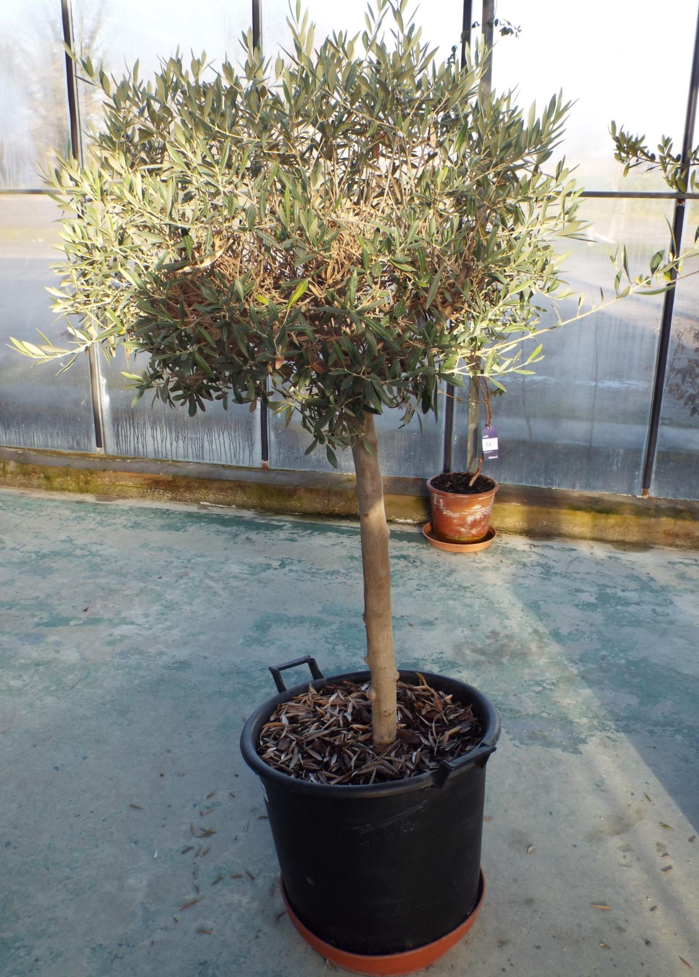 Large Potted Olive Tree No Price - Image 2 of 2