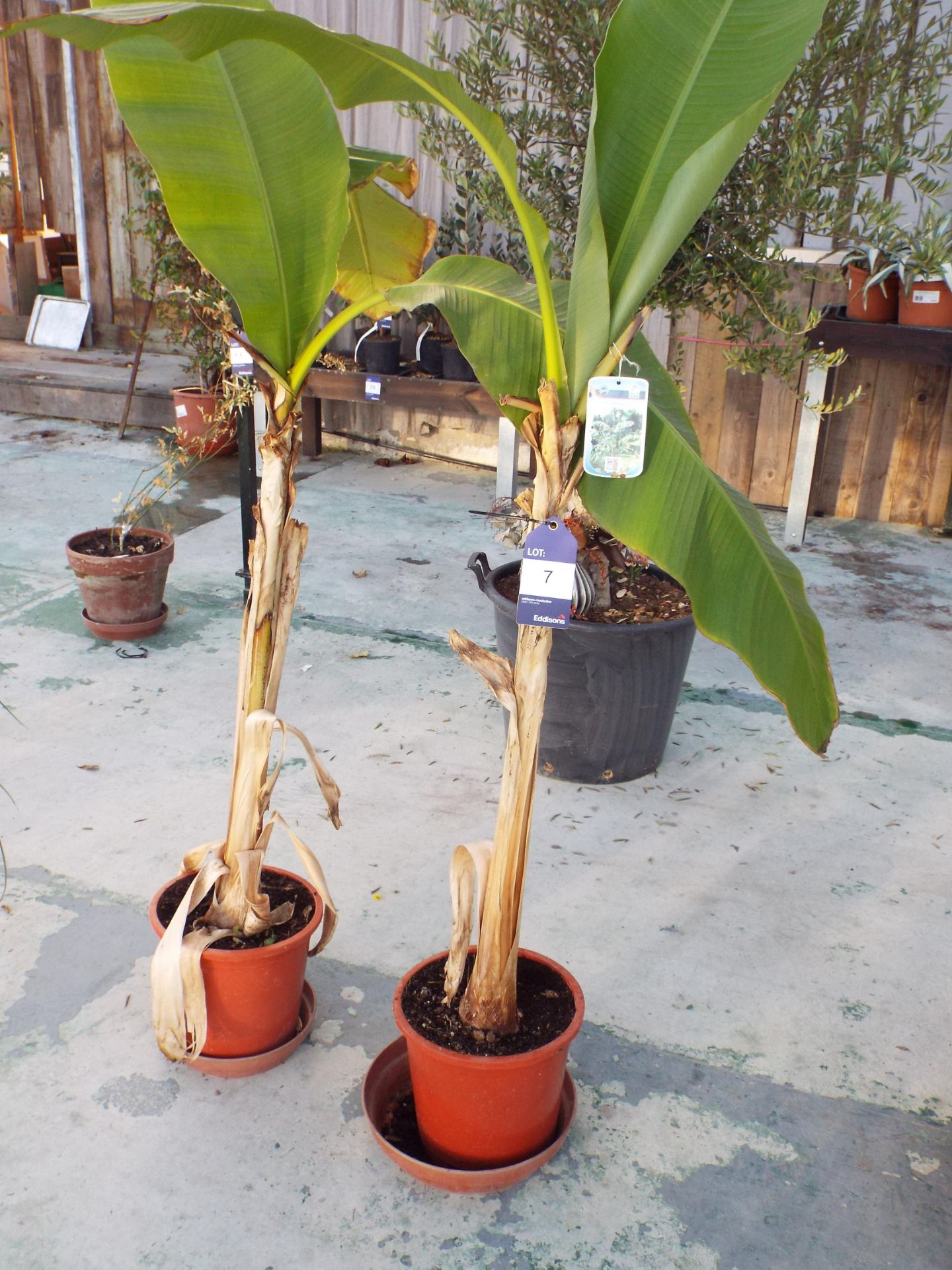 Two Musa Basjoo Potted Plants rrp. £49.95 each
