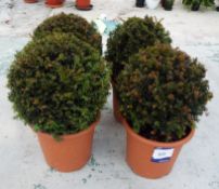 4 Various Tophary Buxus Bulls in Plastic Pots