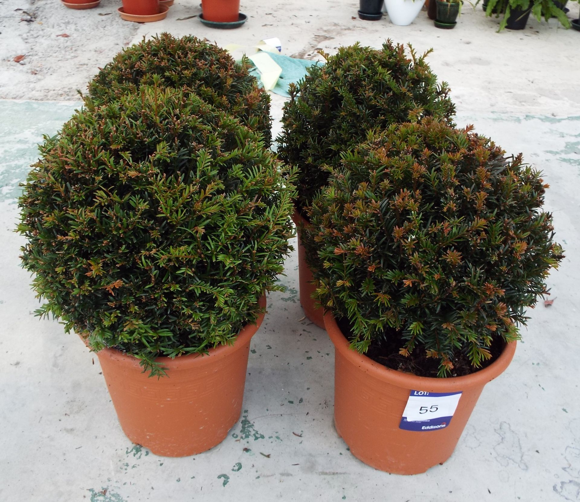 4 Various Tophary Buxus Bulls in Plastic Pots