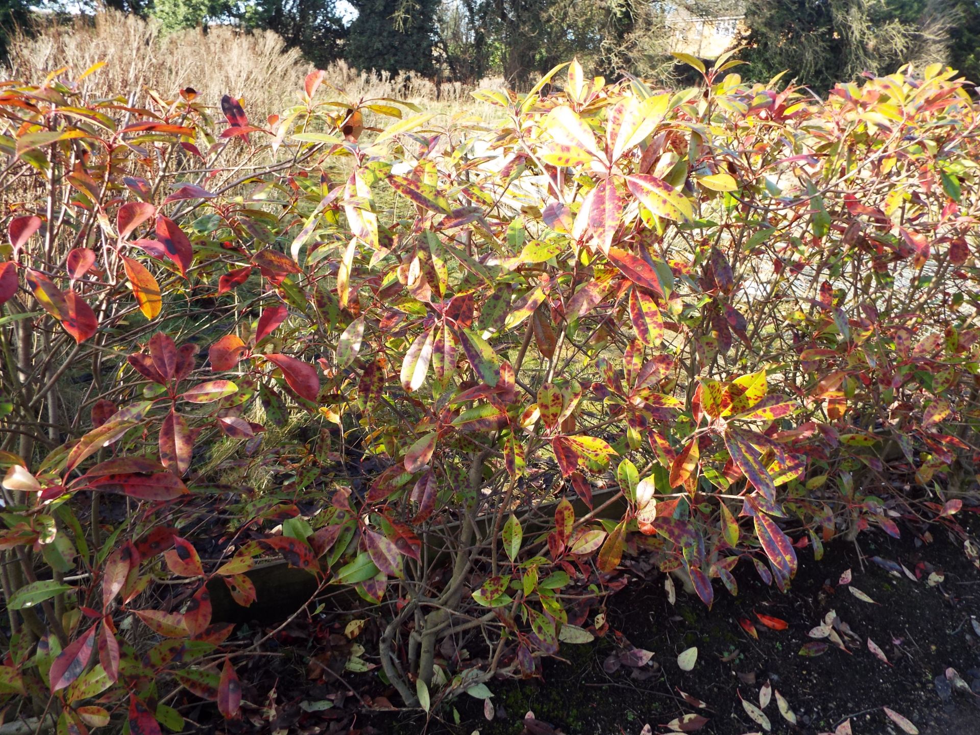 Approx. 12 Meter Hedging Comprising 20 Individual Variegated Hedging Plants (Buyer to dig up to - Image 2 of 4