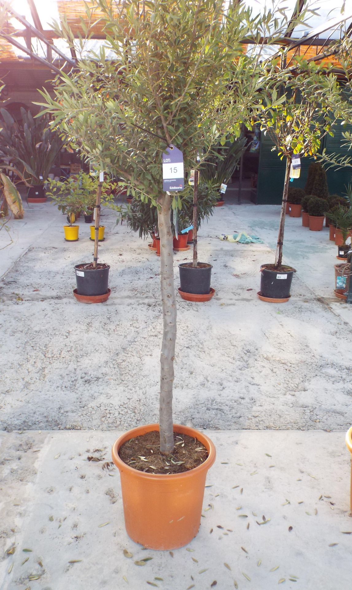 Medium Potted Olive Tree rrp. £95