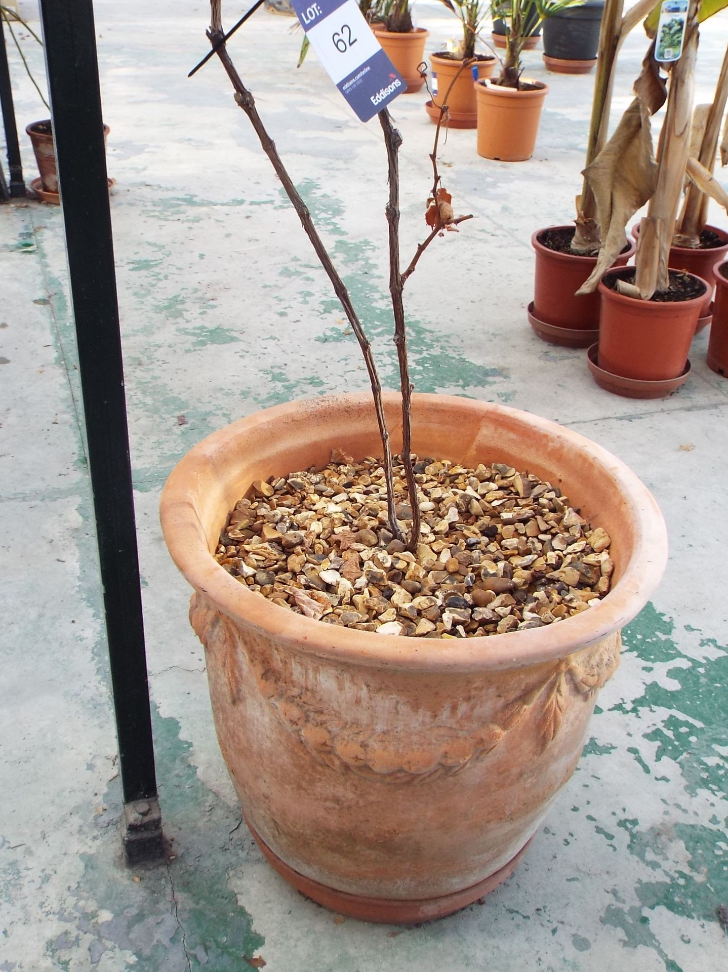 Climbing Plant to Very Large Teracotta Plant Pot - Image 2 of 3