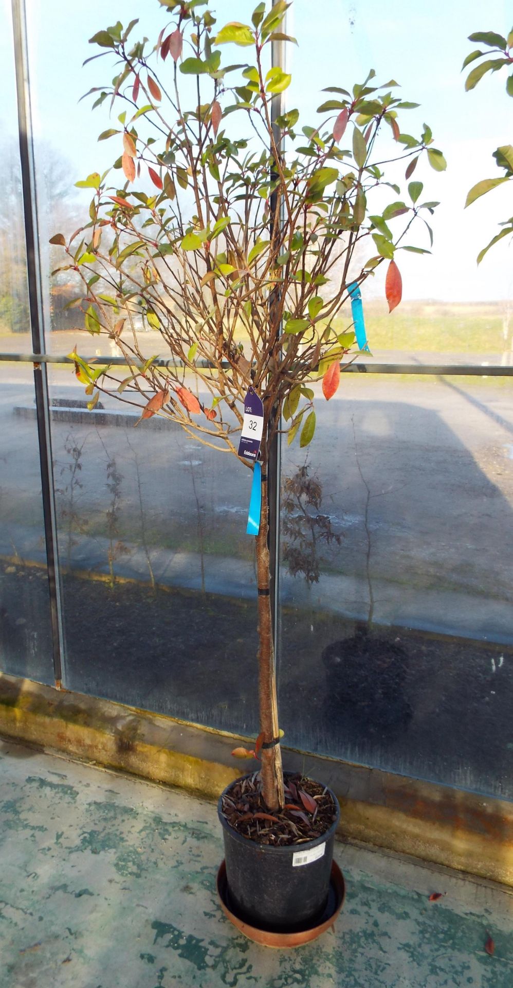 Potted Photinia Serrulata Red Robin Flowering Tree