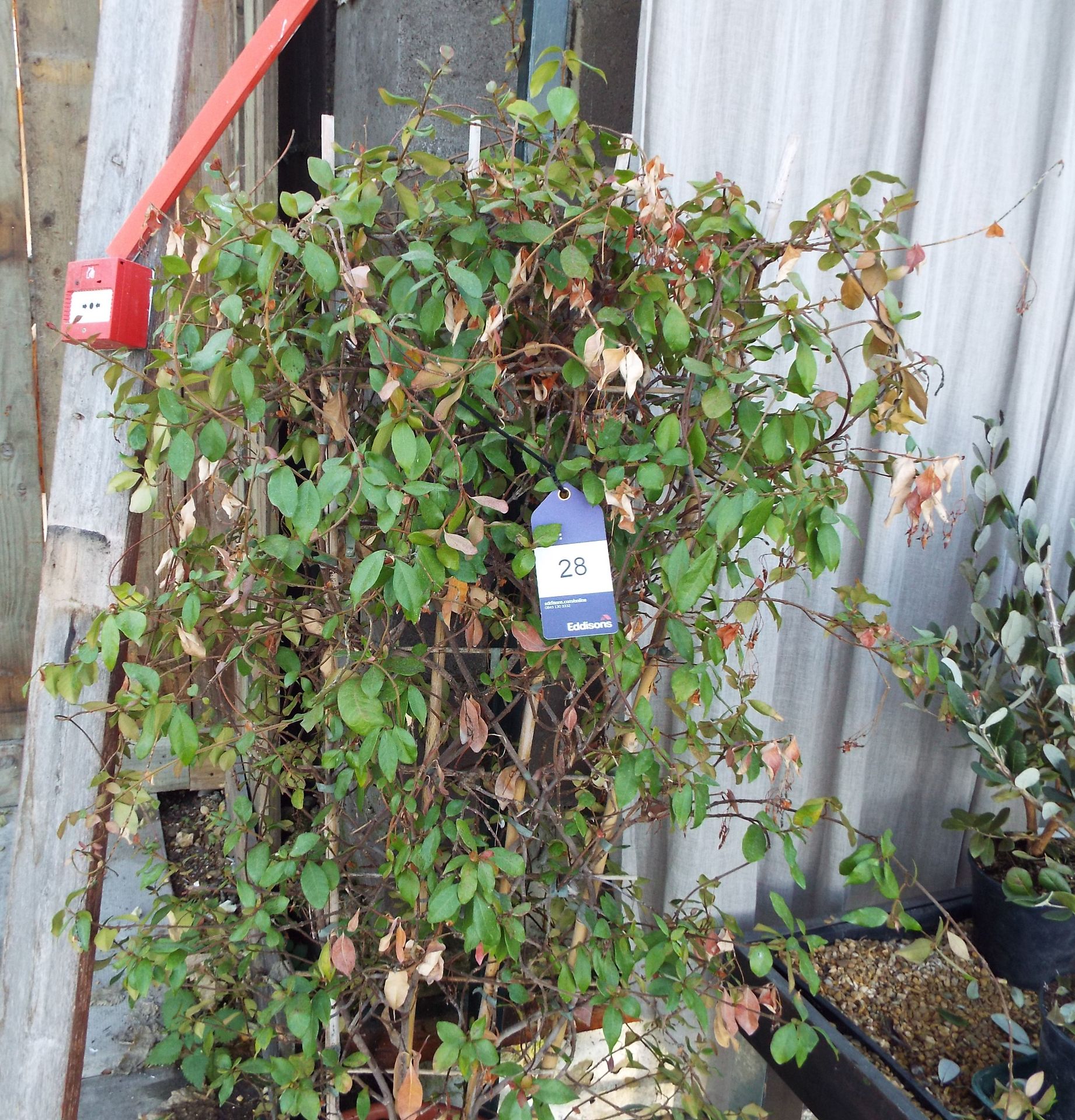 Large Jasmine Plant to Plastic Pot with another Potted Plant to Ceramic Pot - Image 2 of 2