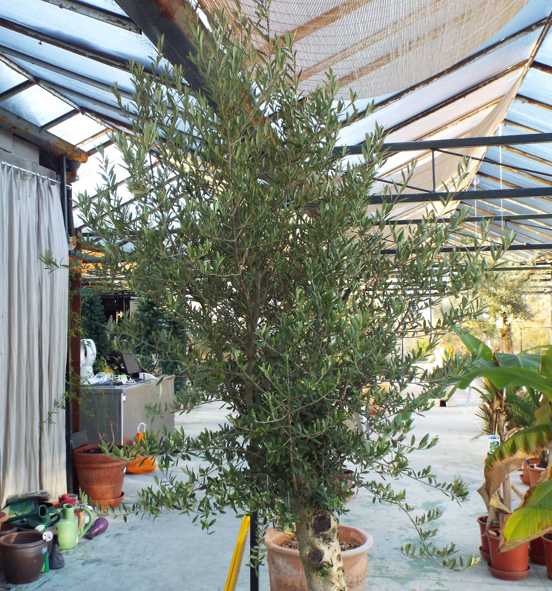 Large Potted Olive Tree rrp. £195 - Image 2 of 2