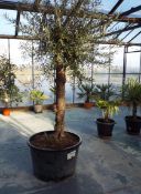 Very Large Potted Olive Tree rrp. £395