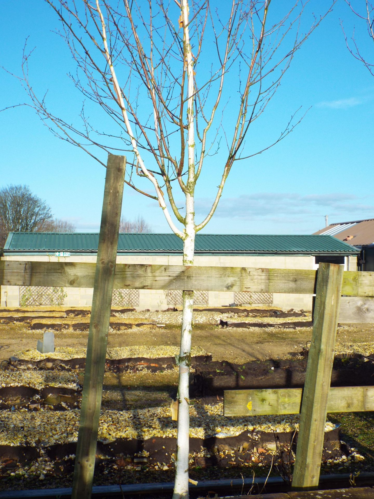 2 Various Silver Birch Trees approx. Height 4 Meter (Buyer to dig up to remove) - Image 3 of 3