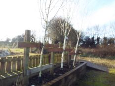 3 Various Silver Birch Trees approx. Height 4 Meter (Buyer to dig up to remove)