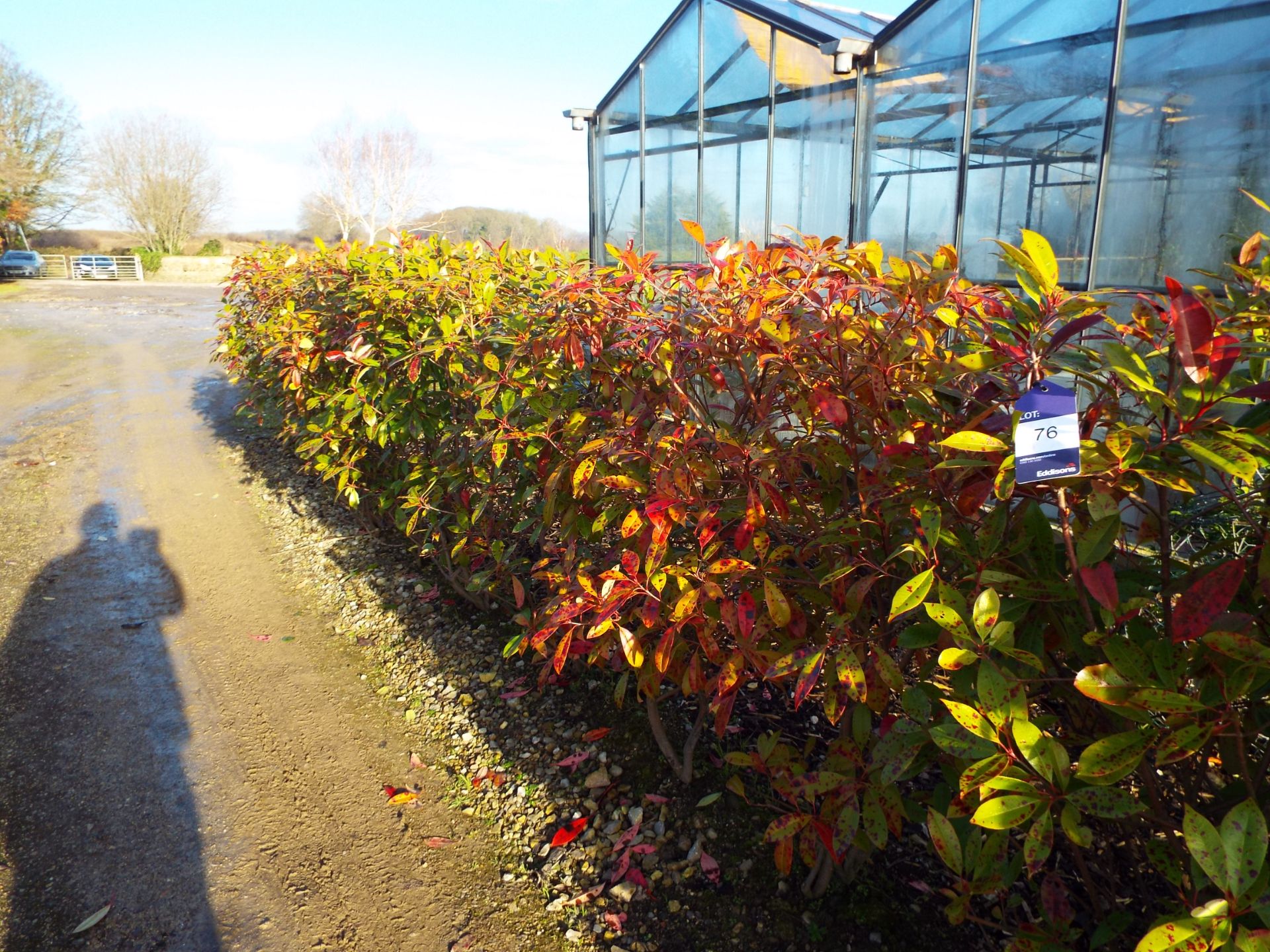 Approx. 12 Meter Hedging Comprising 20 Individual Variegated Hedging Plants (Buyer to dig up to