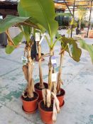 Four Musa Basjoo Potted Plants rrp. £49.95 each