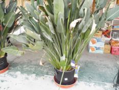 Large Bird of Paradise flower potted plant rrp. £225.00